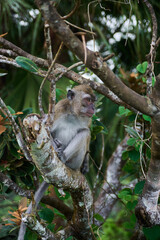 Macaque monkey on the tree in the forest