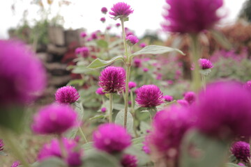 Fototapeta premium Globe amaranth Gomphrena globosa Flowers Closeup. Flowerbed with globe amaranth Gomphrena globosa