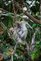 Macaque monkey on the tree in the forest