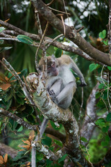 Macaque monkey on the tree in the forest