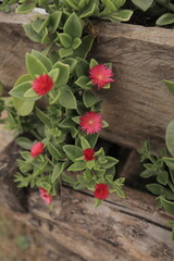 Aptenia cordifolia wich is blooming