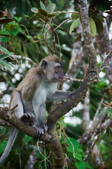 Macaque monkey on the tree in the forest