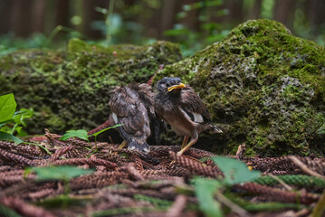 Naklejka na ściany i meble A couple of Mayna bird chicks in the middle of the forest