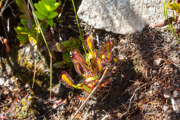 Drosera capensis in natural habitat close to Hermanus in the Western Cape of South Africa