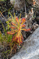 Drosera glabripes in natural habitat close to Hermanus in the Western Cape of South Africa