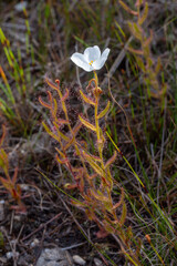 The carnivorous plant Drosera cistiflora seen in natural habitat close to Hermanus in the Western Cape of South Africa