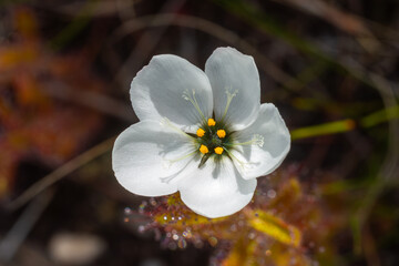 White flower of Drosera cistiflora, taken in natural habitat near Hermanus in South Africa
