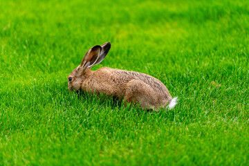 Hare