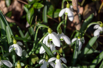 White snowdrops. Blurred foreground. Green horizontal backdrop