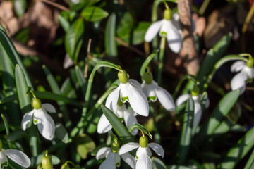 Obraz premium White snowdrops. Blurred foreground. Green horizontal backdrop