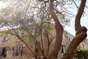 Obraz premium Tel Aviv Israel 03/28/2024. Buildings and structures of Tel Aviv through the foliage of tall trees.