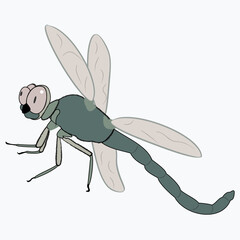 Cartoon funny dragonfly isolated on white background