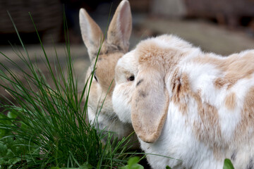Zwei unterschiedliche Kaninchenrassen sitzen im Gras zusammen. Sie sitzen sich gegenüber und...