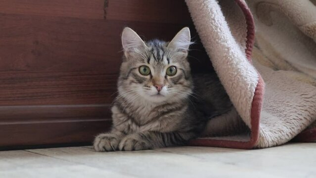 A grey and striped cat is sitting on the floor looking at us. home environment. close-up.