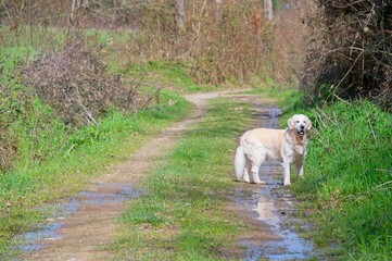 White Golden Retriever in Italy