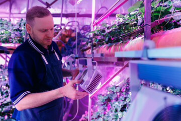 Worker control led violet lights for greenhouse vertical hydroponic strawberry farm. Concept modern industry agriculture - obrazy, fototapety, plakaty