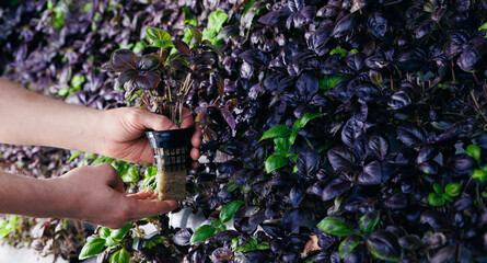 Fresh eco basil are growing in indoor vertical farm with led lights. Sustainable hydroponic...