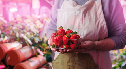 Worker hold fresh strawberries in box, harvesting vertical hydroponic farm in greenhouse plants, led violet lights