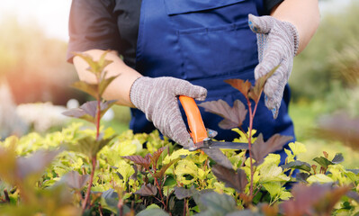 Closeup cutting hedge with clippers, gardener working with scissors in garden