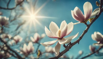 Foto op Plexiglas Blooming tree and sun © Marlon