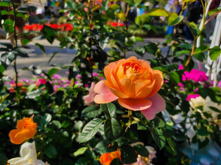 red and yellow roses