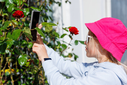 Little cute adorable blond kid take photo of blooming pink red rose flowers on German city street on sunny summer day. Kid shooting nature photography with smartphone. Happy girl hobby activities