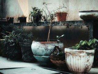 old flower pots in cinematic style 
