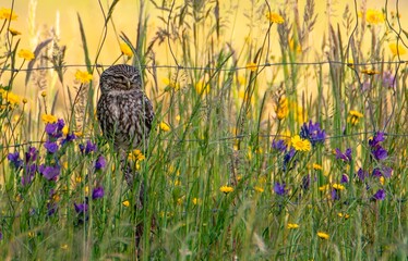 A little owl perched on a barbed wire