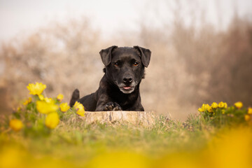 Spring portrait of a dog in the rare flowers of the vernal dog (Adonis vernalis). Portrait of a patterdale terrier. - obrazy, fototapety, plakaty