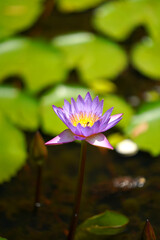 Obraz premium pink water lily