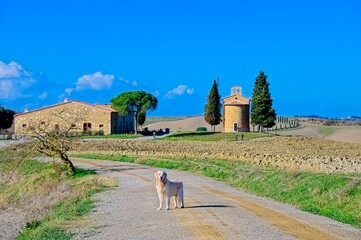 White Golden Retriever in Italy