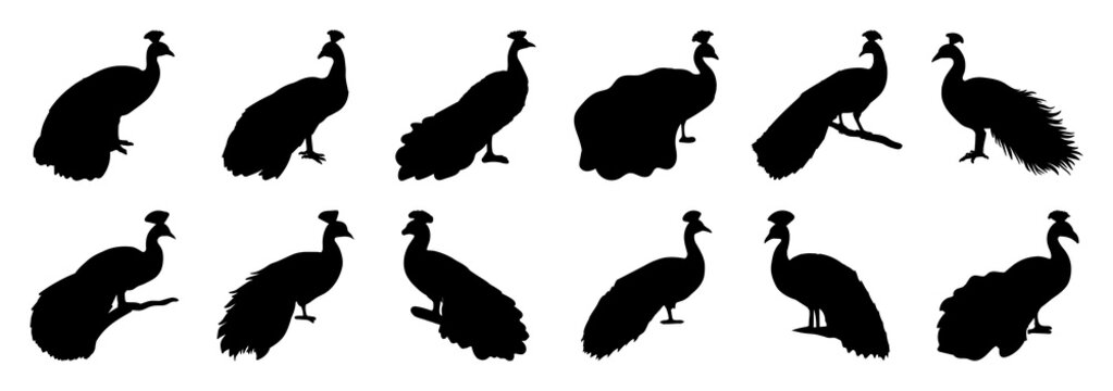 Peacock bird silhouette set vector design big pack of illustration and icon