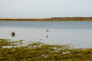 Numenius arquata, curlew, migratory wader bird in the middle of the lake looking for food, at sunset,in the marshes of la huelva, spain