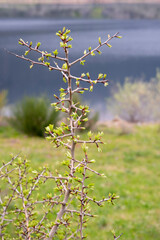 Detail of the new stems that are sprouting with the arrival of spring on a wild tree. - obrazy, fototapety, plakaty