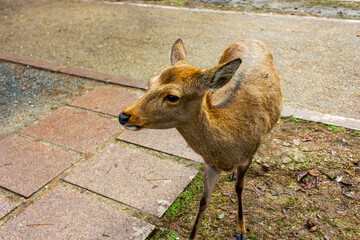 A cute young brown deer in Nara Park, Japan.	