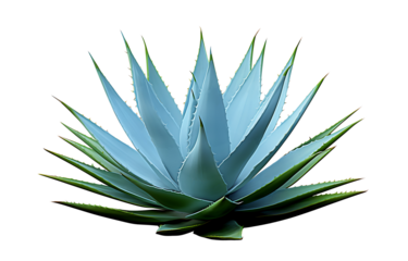 Blue agave, aloe vera plant on white or transparent background PNG