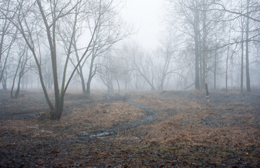 Obraz premium A foggy morning in early spring in the park.