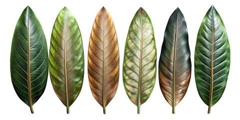 beautify leaves Illustrated on transparent background, from different tree species like chestnut, oak, birch
 - obrazy, fototapety, plakaty