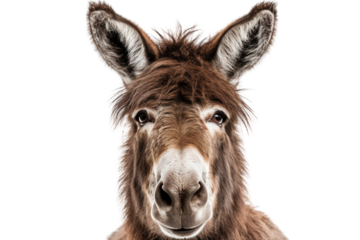 Close up face of a funny donkey, isolated on transparent background cutout