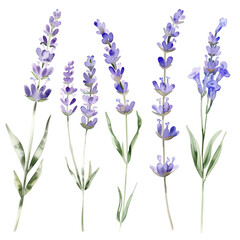 A set of watercolor lavender sprigs, delicately painted, isolated on transparent background