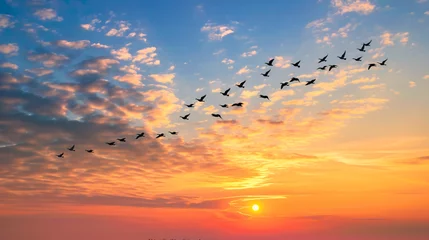 Poster A flock of migratory birds flying in a V formation across a sunset sky symbolizing harmony and journey. © Martin