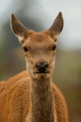 Red Deer, Bushy Park