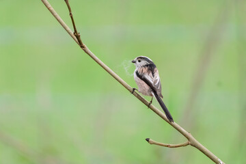 Long Tailed Tit