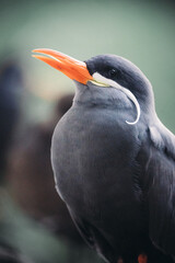 Inca Tern