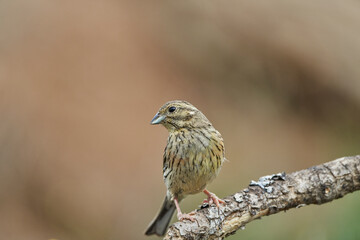 Escribano soteño hembra en el bosque (Emberiza cirlus)