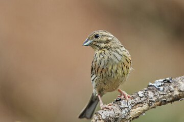 Escribano soteño hembra en el bosque (Emberiza cirlus)