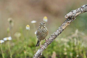 Escribano soteño hembra en el bosque (Emberiza cirlus)