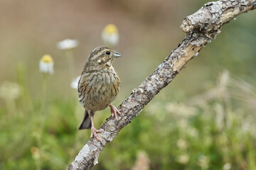 Escribano soteño hembra en el bosque (Emberiza cirlus)