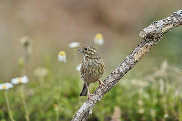 Escribano soteño hembra en el bosque (Emberiza cirlus)