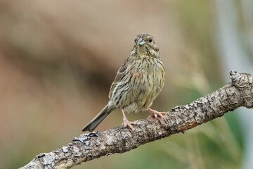 Escribano soteño hembra en el bosque (Emberiza cirlus)